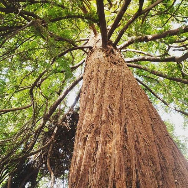 54512070_576231809537279_6800739437273309113_n