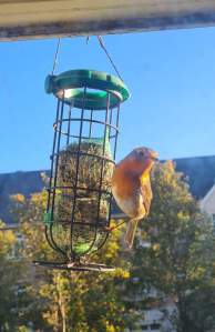 Pisc-de-peito-ruivo (Robin) 