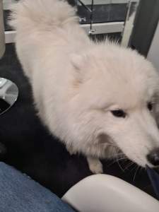 A picture of a good boy