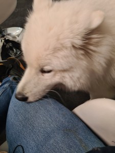 A beautiful samoyed in the waiting room of the Portuguese solicitor in London 